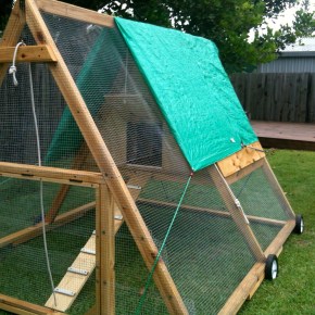 Chick chick chick chick&nbsp;chicken