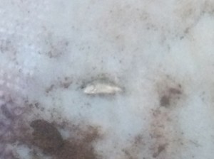 Having a kip? A few of the barra fingerlings displaying odd tendencies on release into the tank