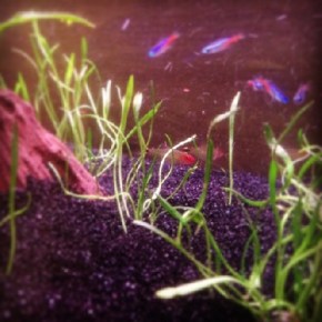 WATER CHEMISTRY IS&nbsp;CRUCIAL!!!