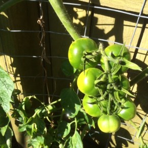 Mid-winter in the&nbsp;garden