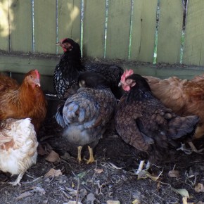 A fresh start with new&nbsp;chickens