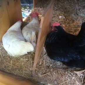 The silence of the&nbsp;backyard