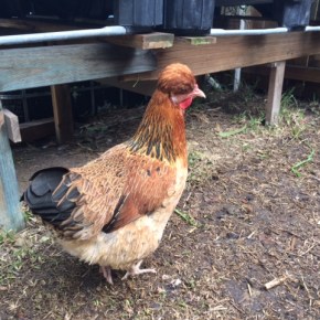 Introducing Queen Mab